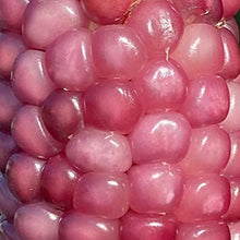 Neon Pink Popcorn Corn Seeds