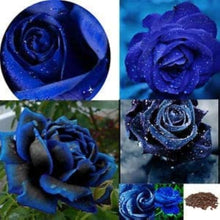 Midnight Supreme Rose Seeds