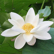 White Lotus Seeds