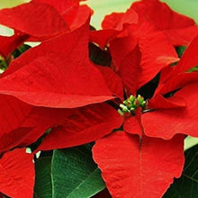 Poinsettia Flower Seeds