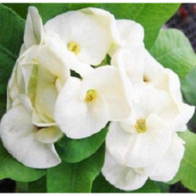 Crown of Thorns Seeds - White