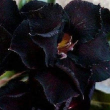 Black Adenium Flower Seeds