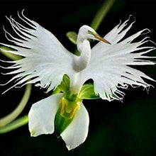 White Egret Orchid Seeds