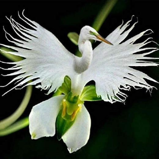 White Egret Orchid Seeds