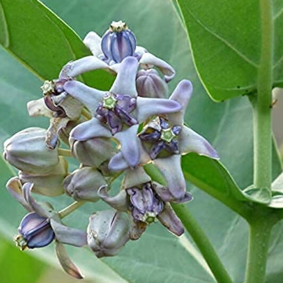 Calotropis gigantea seeds up to 50%