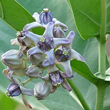 Giant Milkweed Seeds