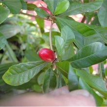 Miracle Fruit Seeds