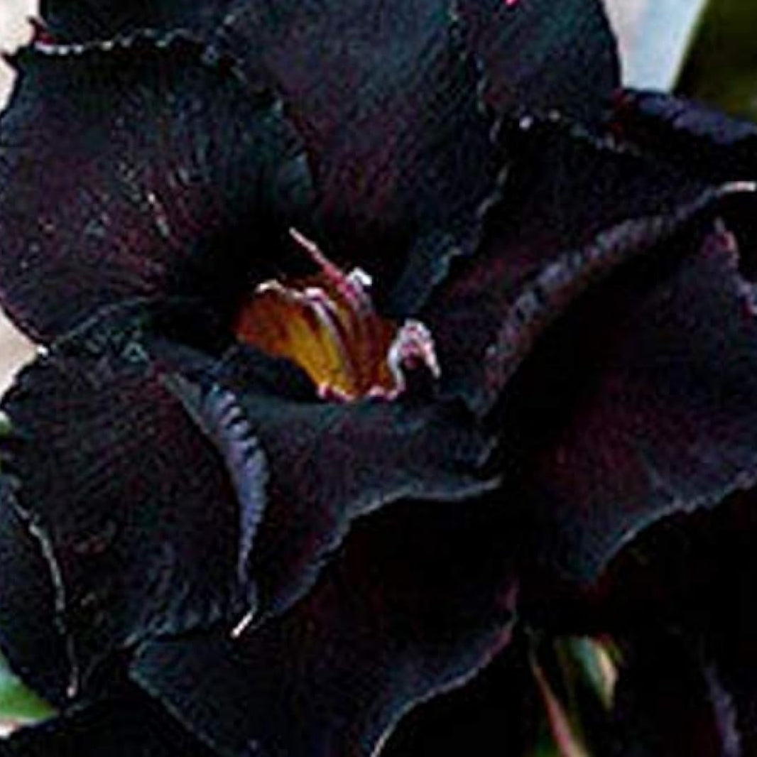 Black Adenium Flower Seeds up to 50%
