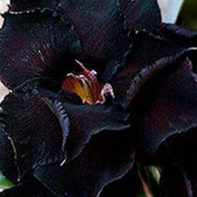 Black Adenium Flower Seeds