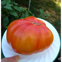 Rainbow Giant Tomato Seeds