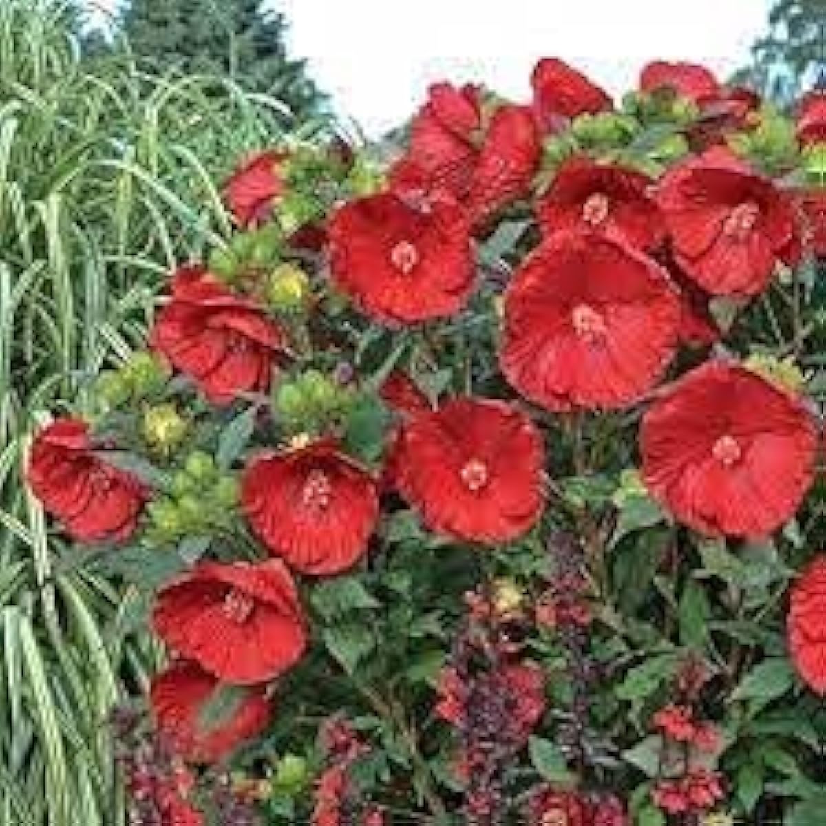 Cranberry Hibiscus Seeds up to 50%