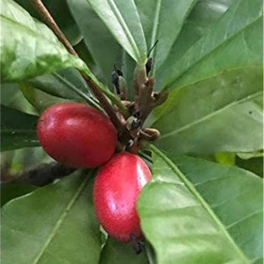 Miracle Fruit Seeds