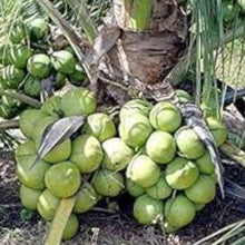 Coconut Tree Seeds - Green