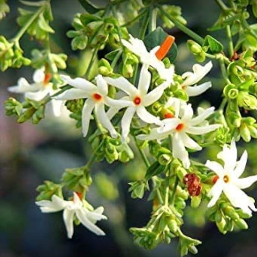 Night Flowering Jasmine Seeds