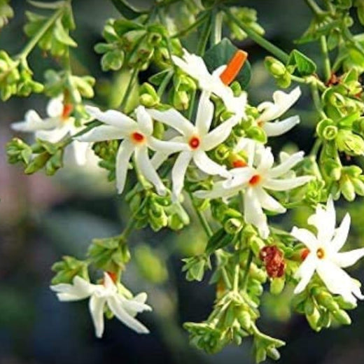 Night Flowering Jasmine Seeds