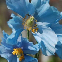 Himalayan Blue Poppy Seeds