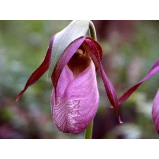 Pink Lady's Slipper Seeds