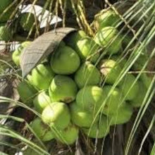 Coconut Tree Seeds - Green