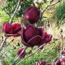 Magnolia Seeds - Deep Purple