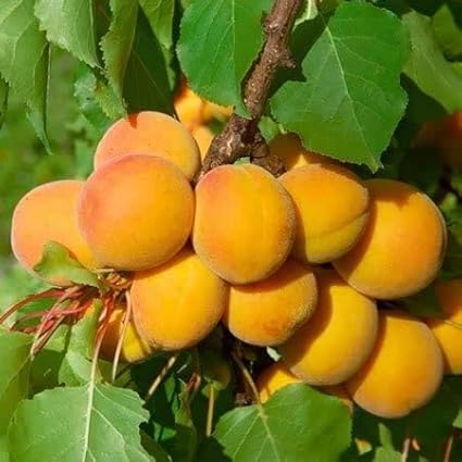 Apricot Tree Seeds