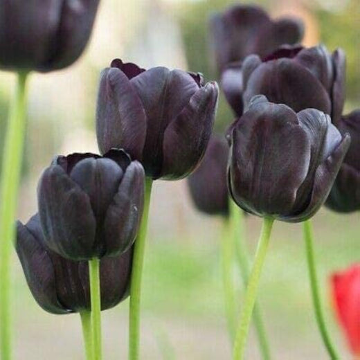 Black Tulip Flower Seeds