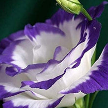 Eustoma Seeds - White Blue
