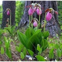 Pink Lady's Slipper Seeds