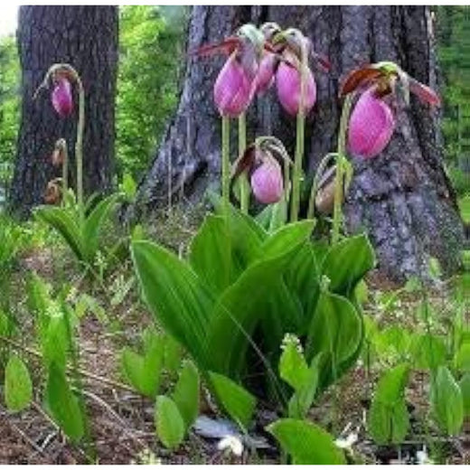 Pink Lady's Slipper Seeds