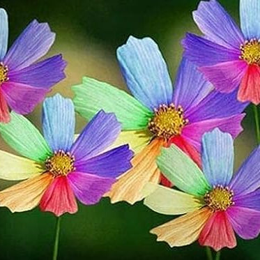 Coreopsis Seeds - Rainbow