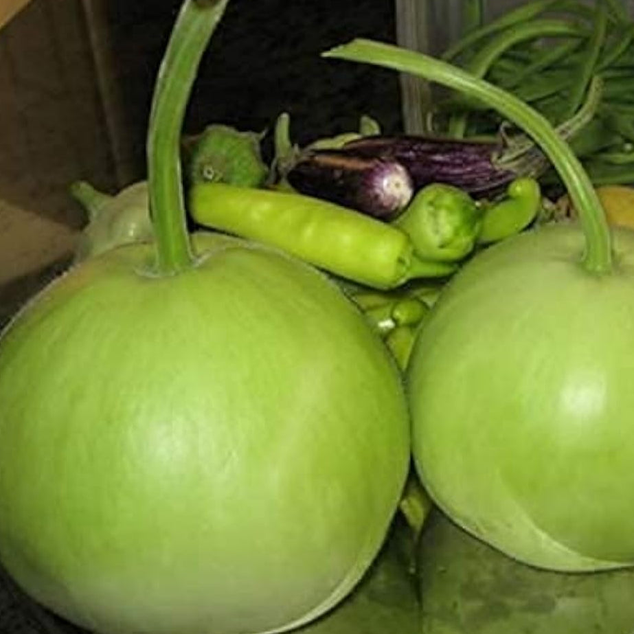 Round Bottle Gourd Seeds up to 50%