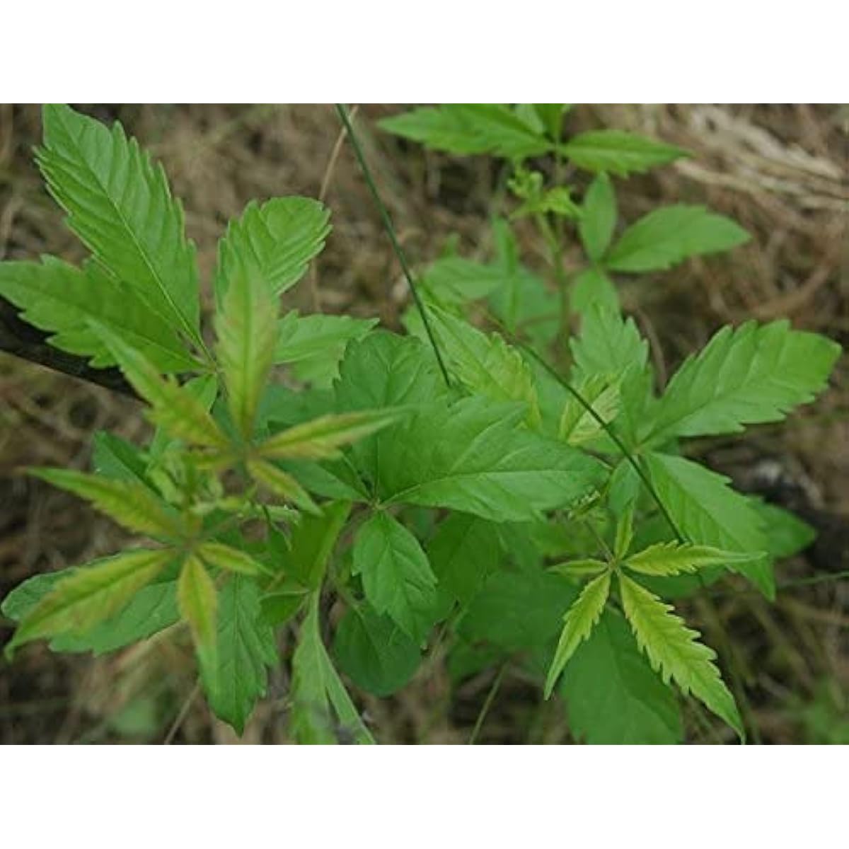 Vitex negundo Seeds up to 50%