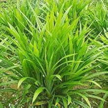 Pandan Seeds
