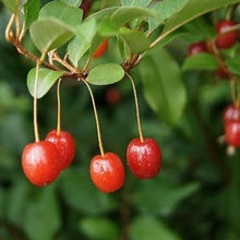 Goumi Berry Seeds
