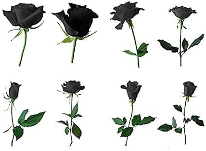 Black Rose Flower Seeds up to 50%