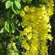 Yellow Laburnum Seeds