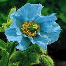 Himalayan Blue Poppy Seeds