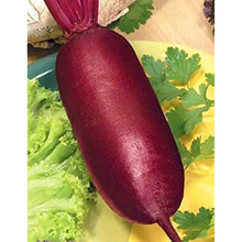 Rival Beetroot Seeds