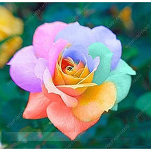 Green Rose Rare Color Perennial Flower Home & Garden Decoration Seeds
