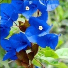 Blue Bougainvillea Seeds