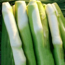 Zizania Latifolia Vegetable Seeds