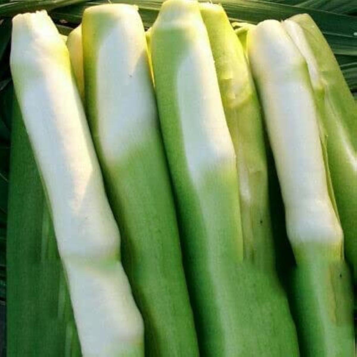 Zizania Seeds – up to 50%
