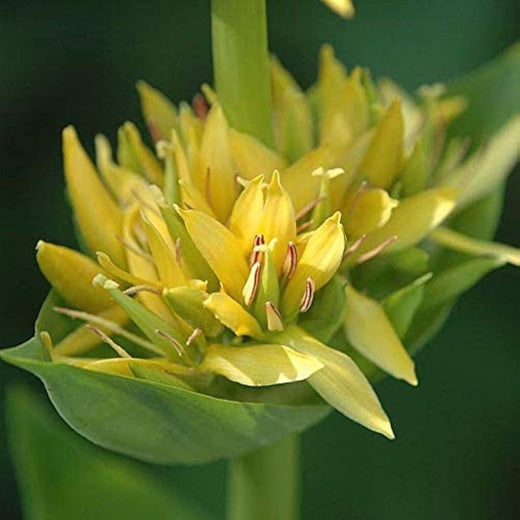 Yellow Gentian Flower Seeds
