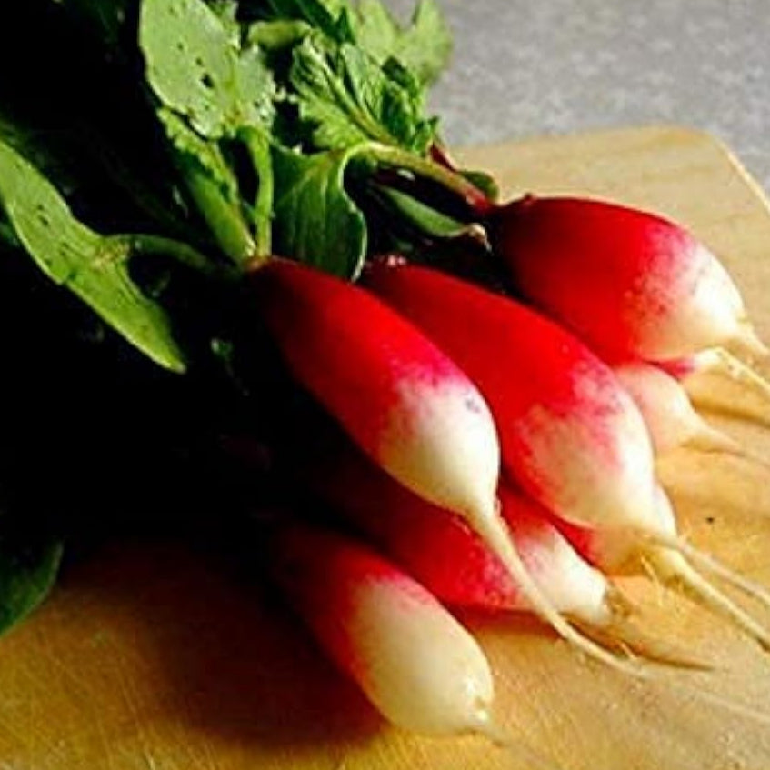 French Breakfast Radish Seeds up to 50%