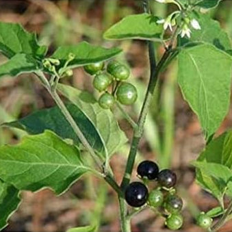 Solanum Nigrum Berry Seeds up to 50%