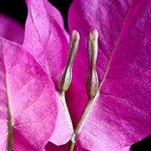 Yellow Bougainvillea Flower Seeds