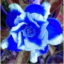 Blue White Carnation Seeds