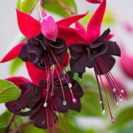 Pink Fuchsia Flower Seeds