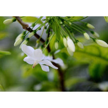 Mok Flower Seeds