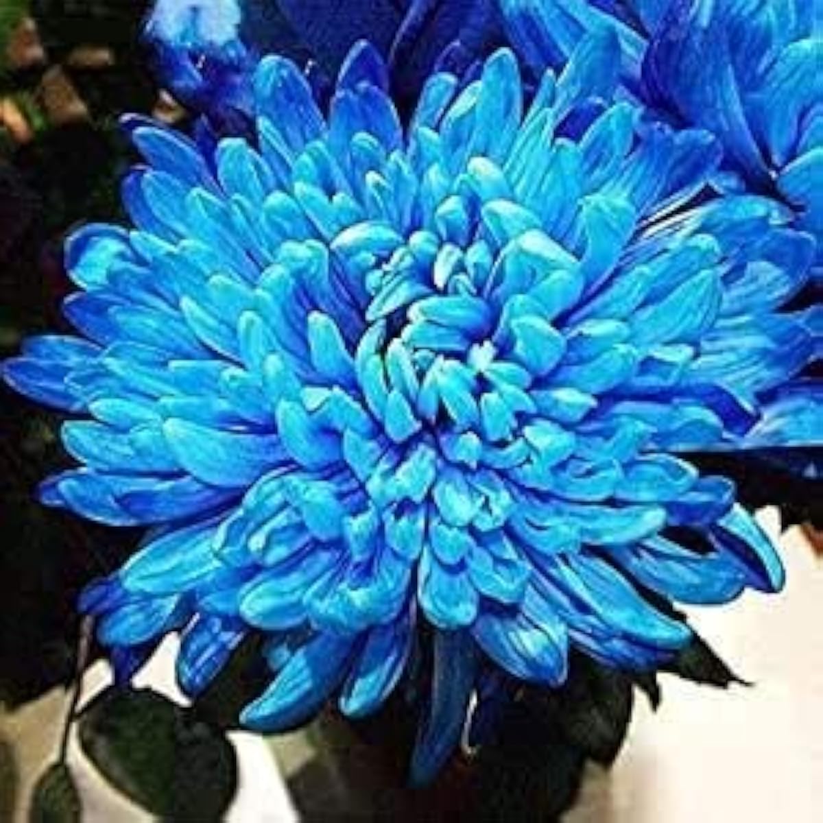 Blue Chrysanthemum Seeds up to 50%