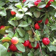 Barbados Cherry Seeds